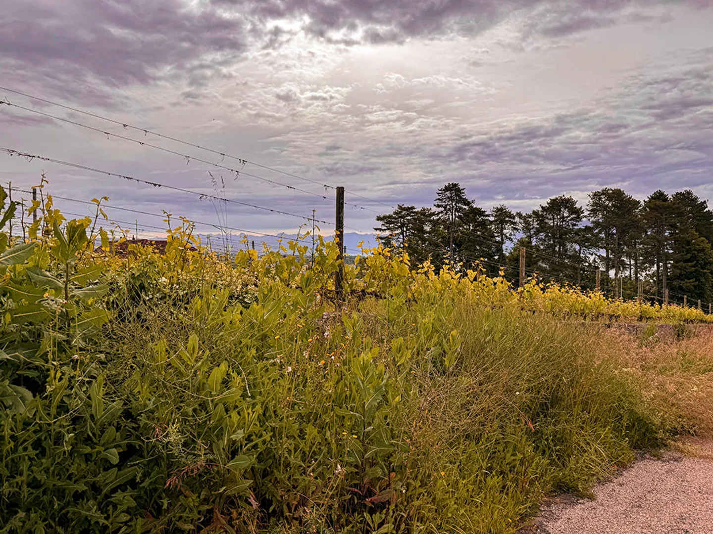 MORGES EST - MAGNIFICA VILLA CON VISTA IMPRENDIBILE IN UNA POSIZIONE TRANQUILLA - Foto 3 di 3