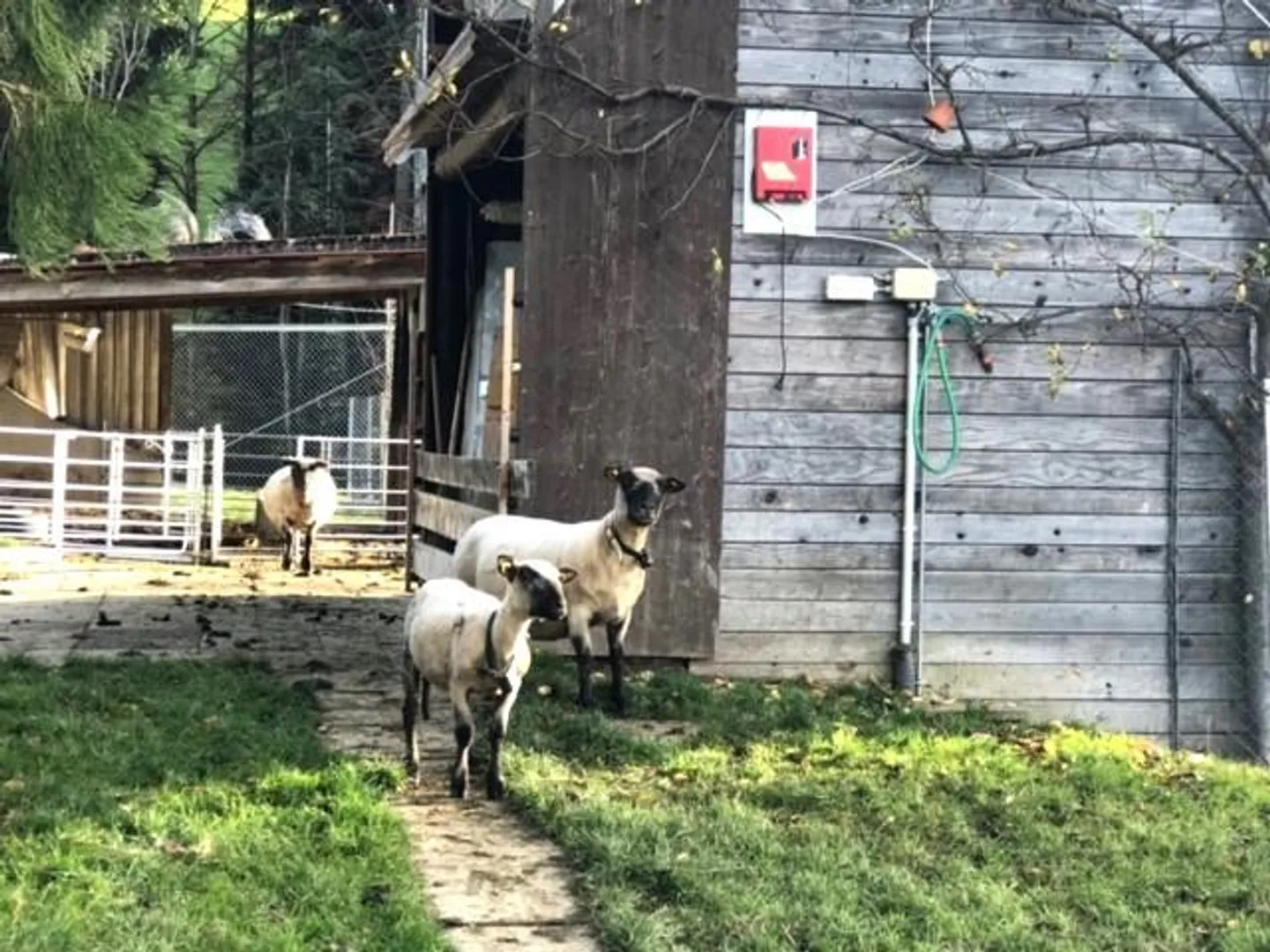 IDILLIO RURALE IN UNA POSIZIONE ASSOLUTAMENTE TRANQUILLA - Foto 8 di 8
