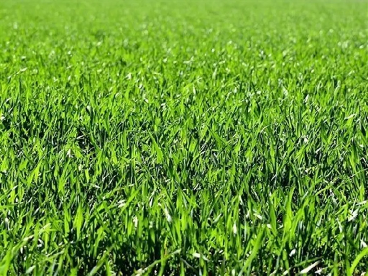 «GRUNDSTÜCK MIT BAUGENEHMIGUNG» - Foto 1 von 1