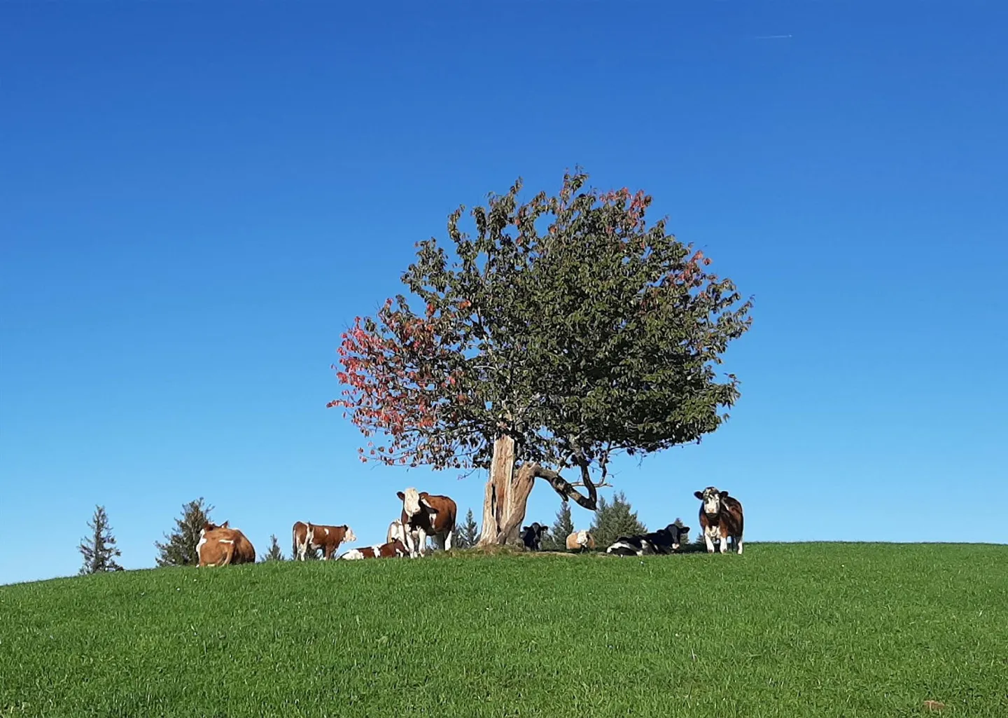 Chalet mit atemberaubendem Bergblick - Foto 1 von 1