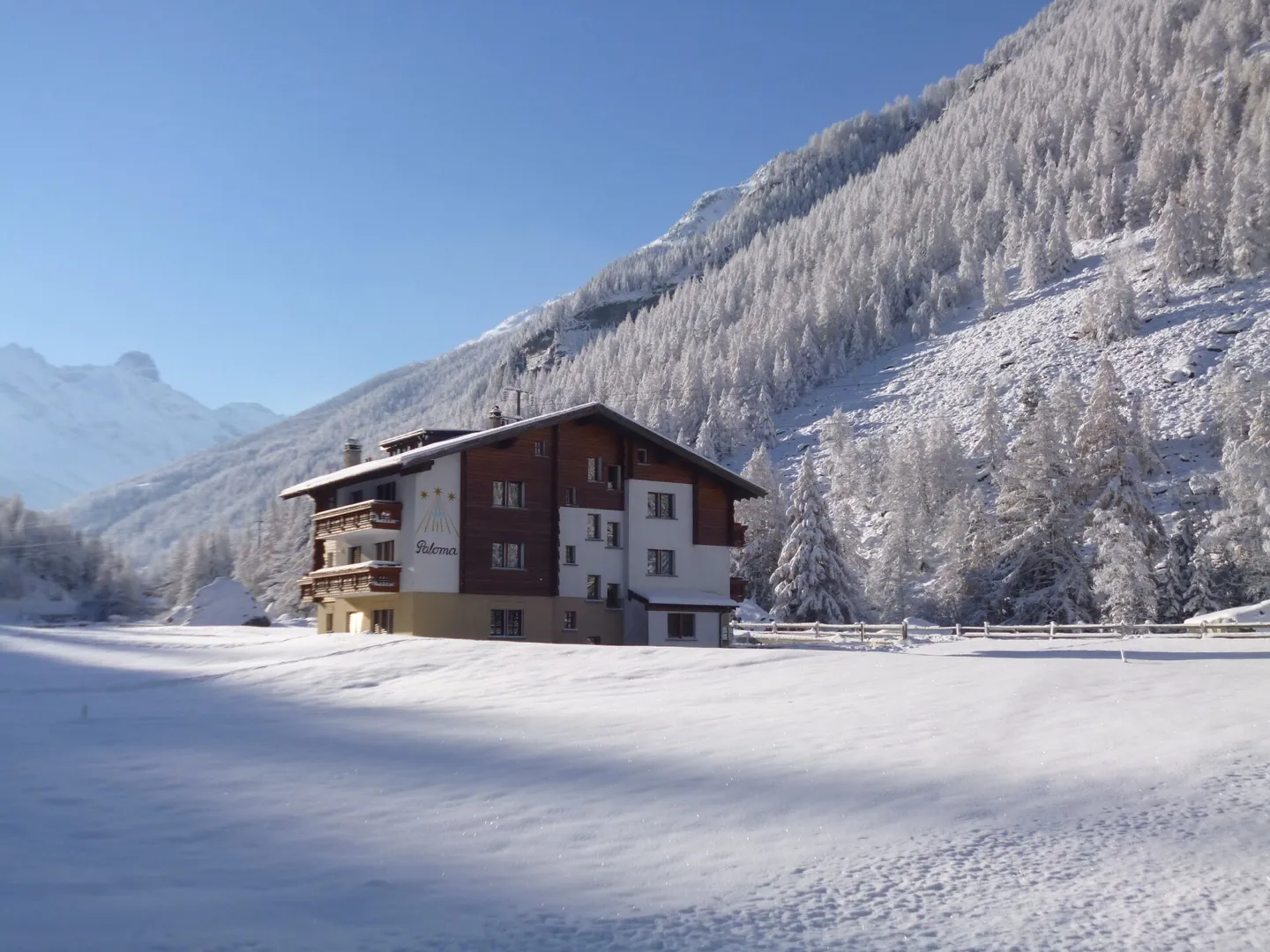 Paloma - Photo 1 sur 16