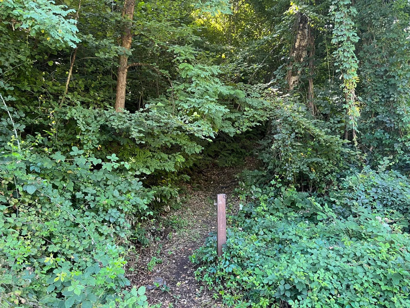 2.5 Room Rustic in a Secluded Location in the Forest - Photo 21 of 24