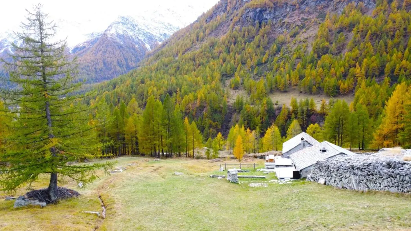 Chalet alpin entouré de forêt de mélèzes dans la région du Simplon - Photo 4 sur 10