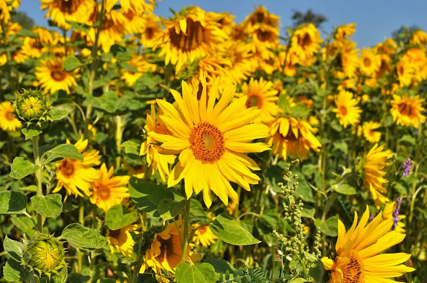 Sunny prospects for your new chapter! - Photo 1 of 20