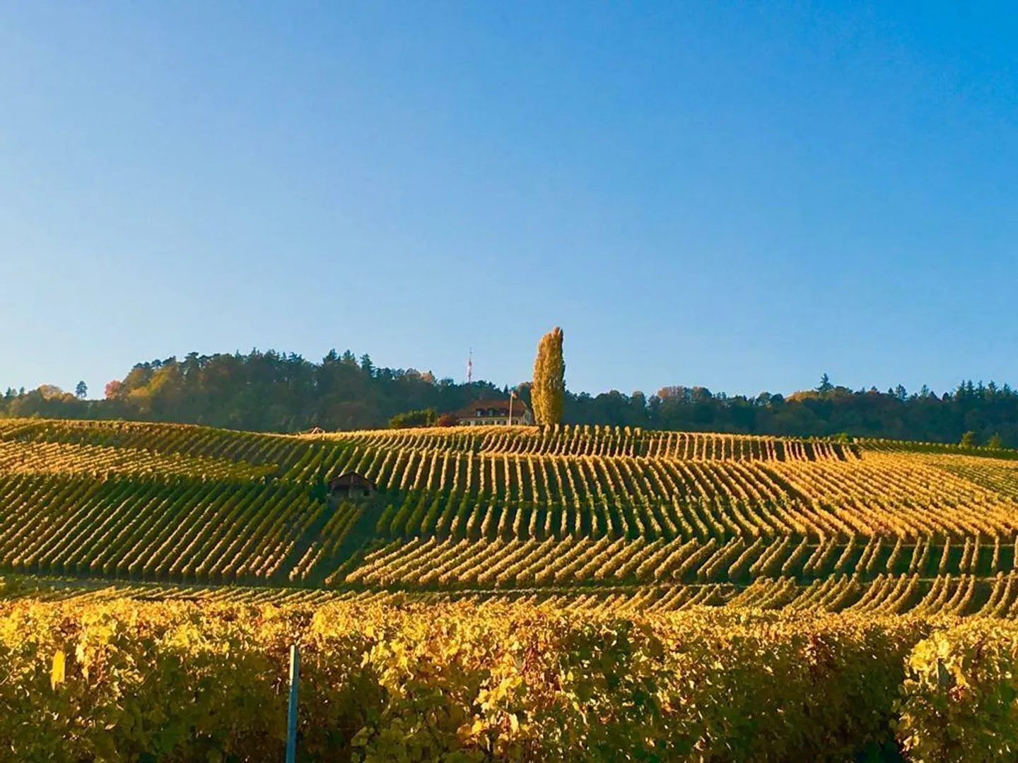 Proprietà lussuosa con vista mozzafiato sul Lago di Ginevra e sulle Alpi - Foto 32 di 33