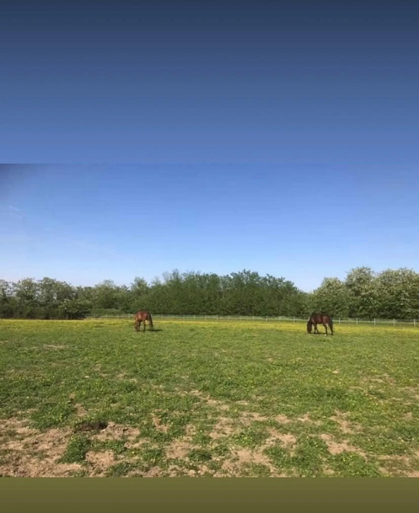 Azienda Equestre - Foto 4 di 9
