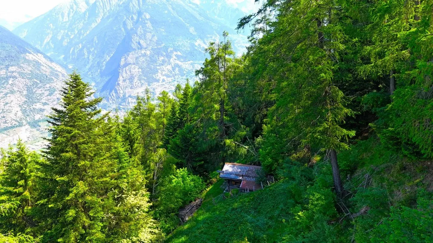 Cottage de sorcière au milieu d'une clairière de mélèzes - Photo 12 sur 16