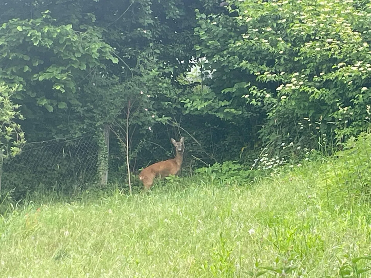Propriété à rénover avec histoire et potentiel - Photo 11 sur 13