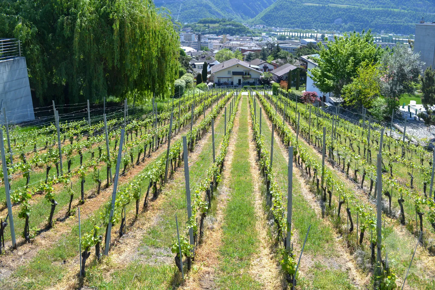 Stunning Plot Overlooking Sierre - Photo 1 of 9