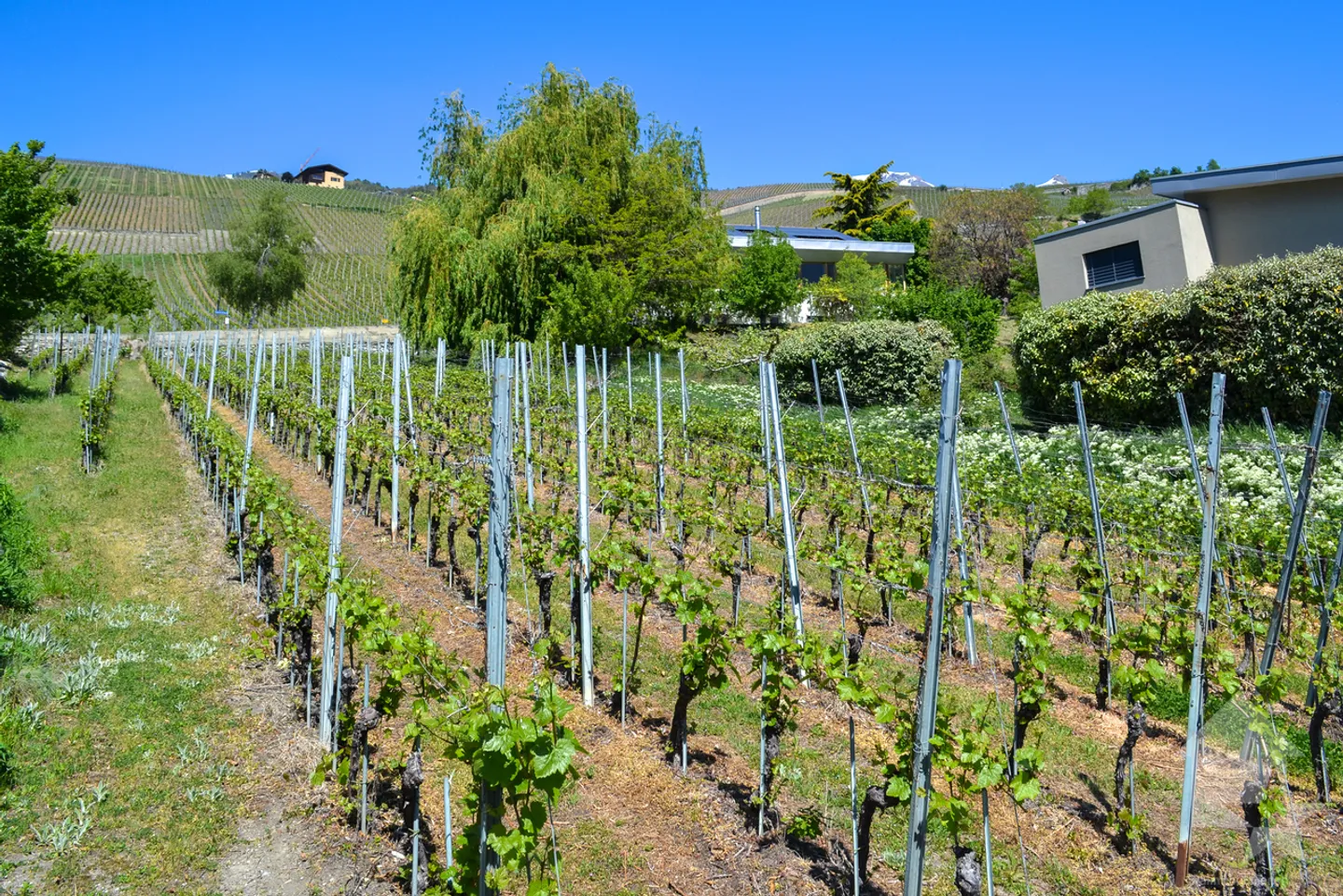 Stunning Plot Overlooking Sierre - Photo 9 of 9