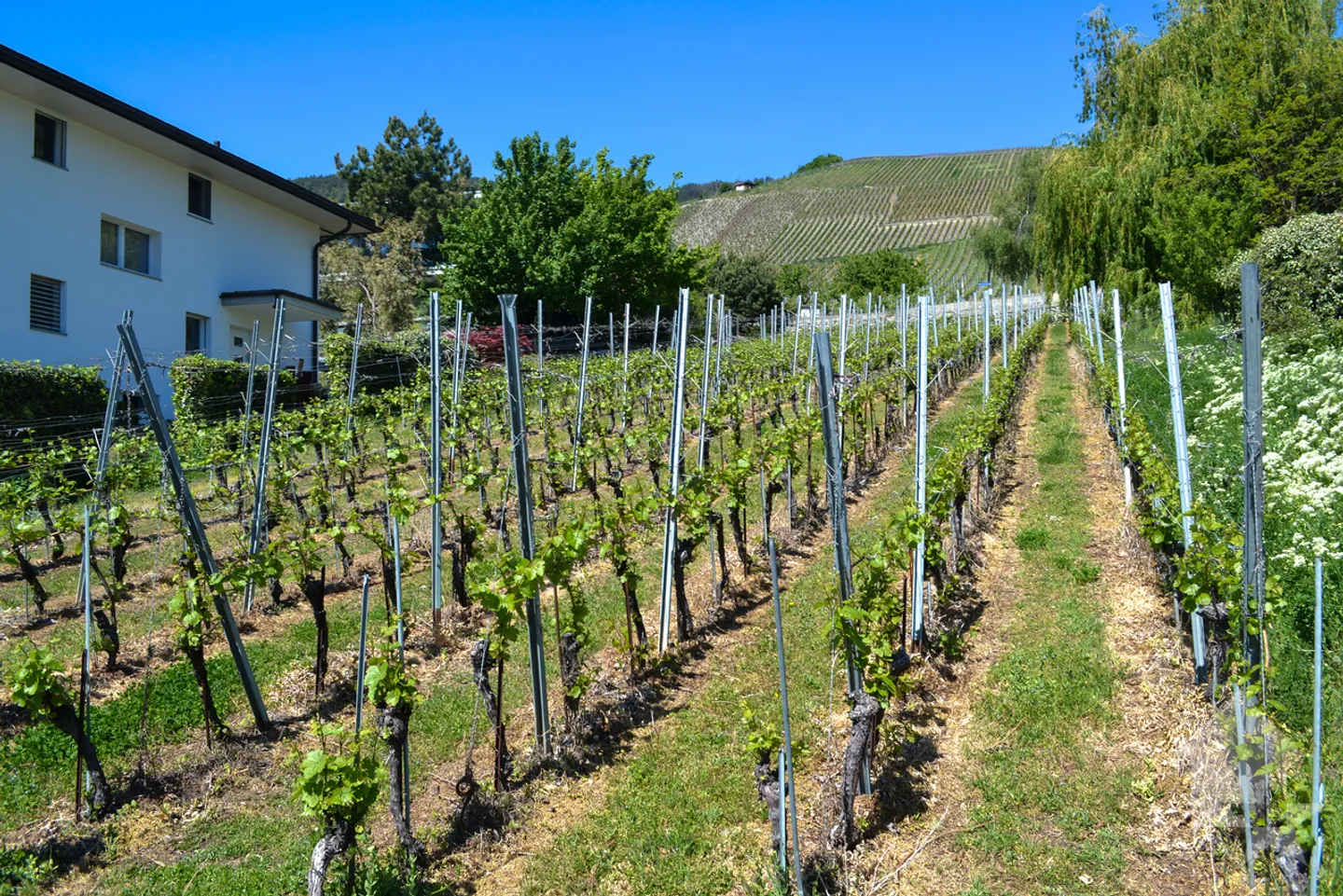 Stunning Plot Overlooking Sierre - Photo 8 of 9