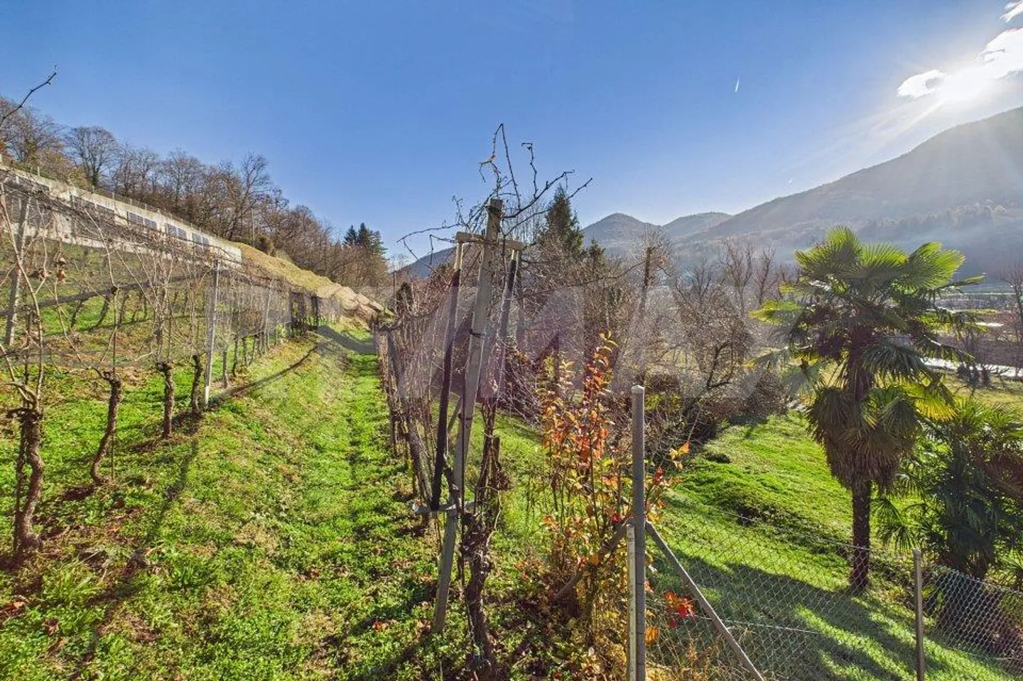 Terrain à bâtir de 1'708 m² avec vignoble Tresa (Ponte Cremenaga) - Photo 6 sur 8