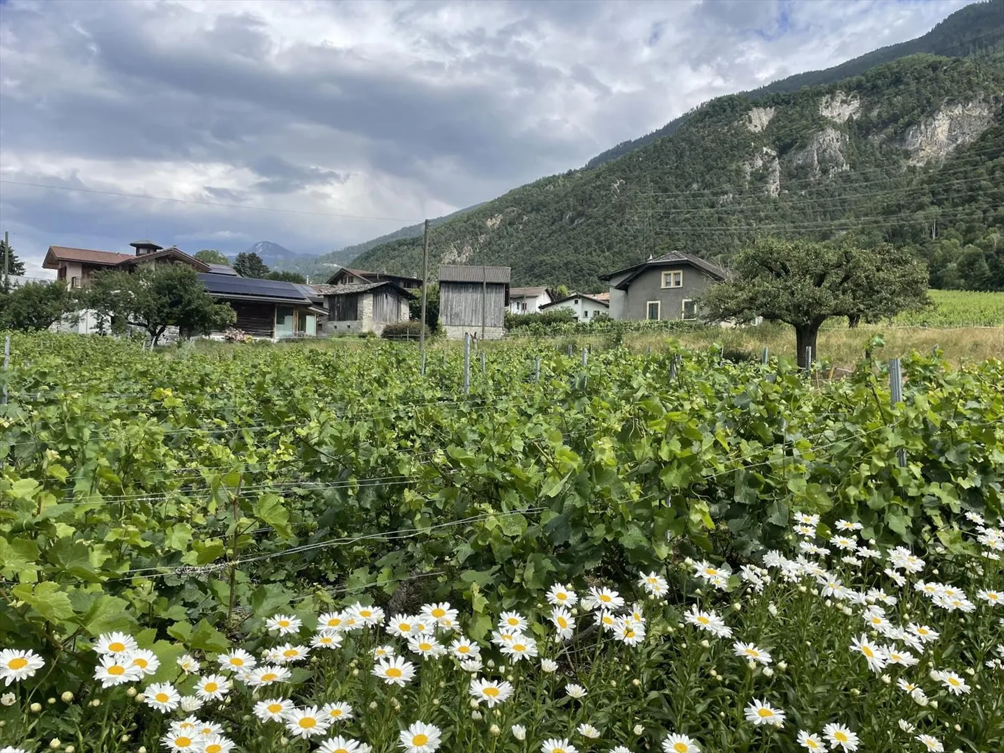 Appartamento con giardino disponibile subito - Foto 6 di 12