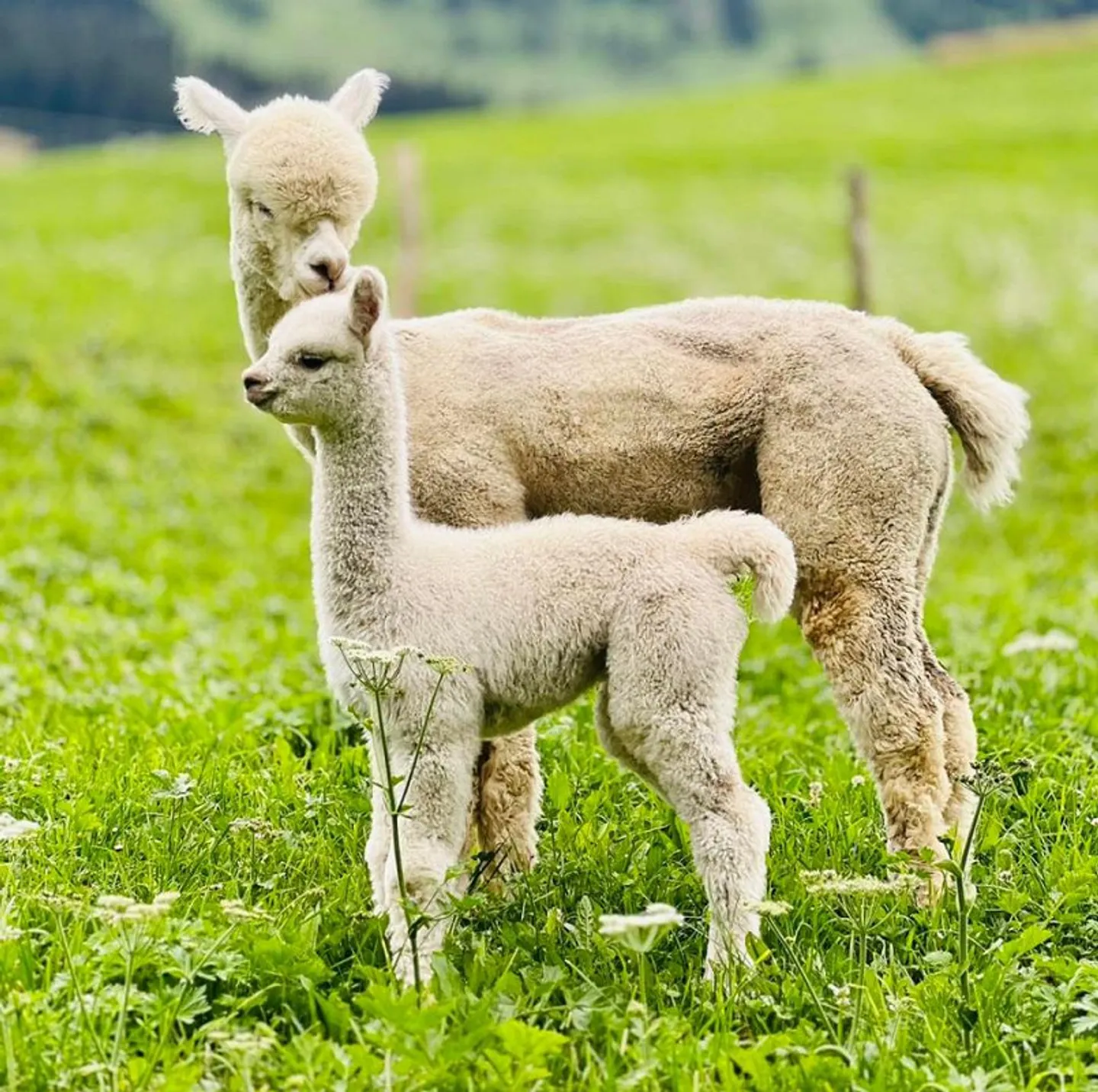 Belle appartement d'une chambre dans une zone de loisirs avec transports en commun - Photo 11 sur 13