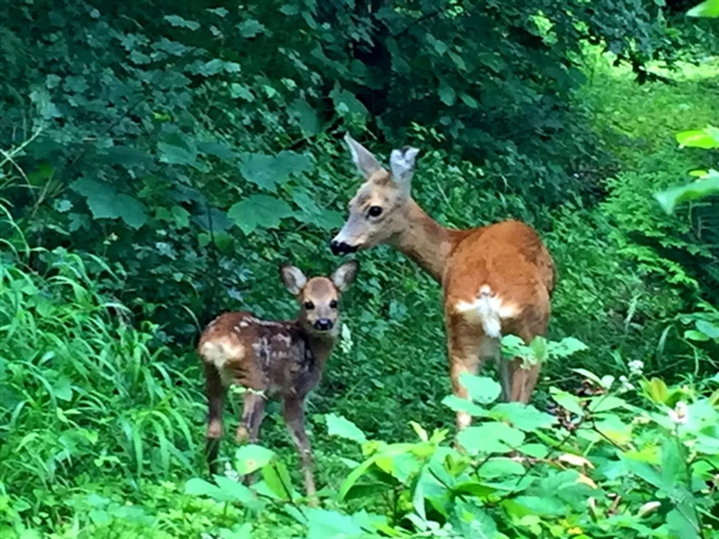 «4½ ZI-WOHNUNG IN ZÜRICH - KREIS 11 ALLENMOOS, MÖBLIERT, TEMPORÄR» - Foto 10 von 10