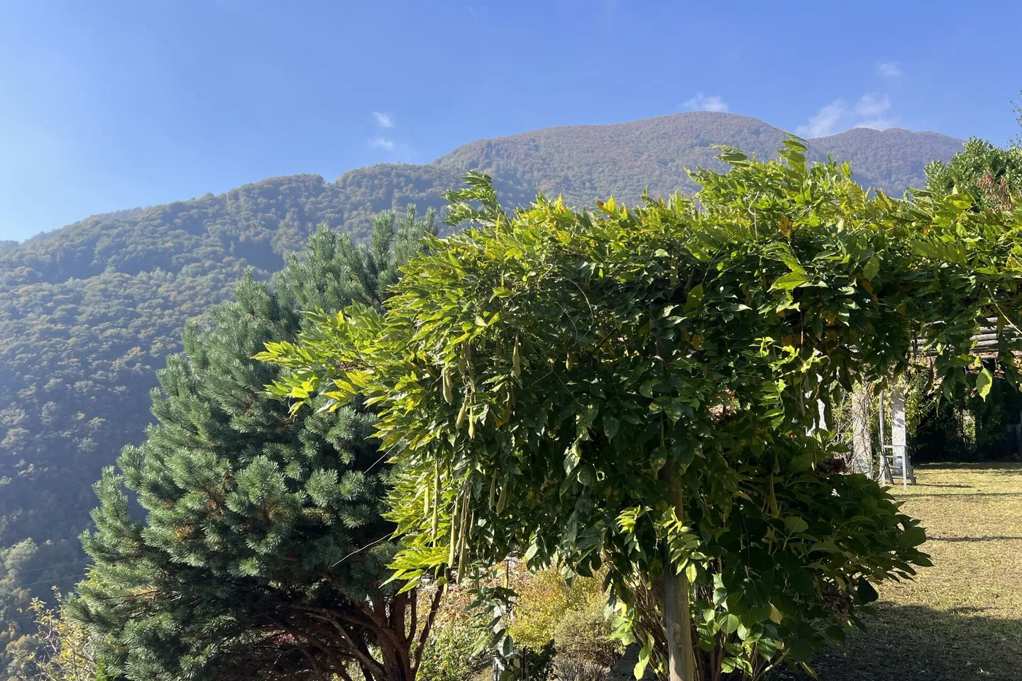 Casa in Pietra Ristrutturata con Grande Giardino e Terreno Edificabile Separato - Foto 38 di 43