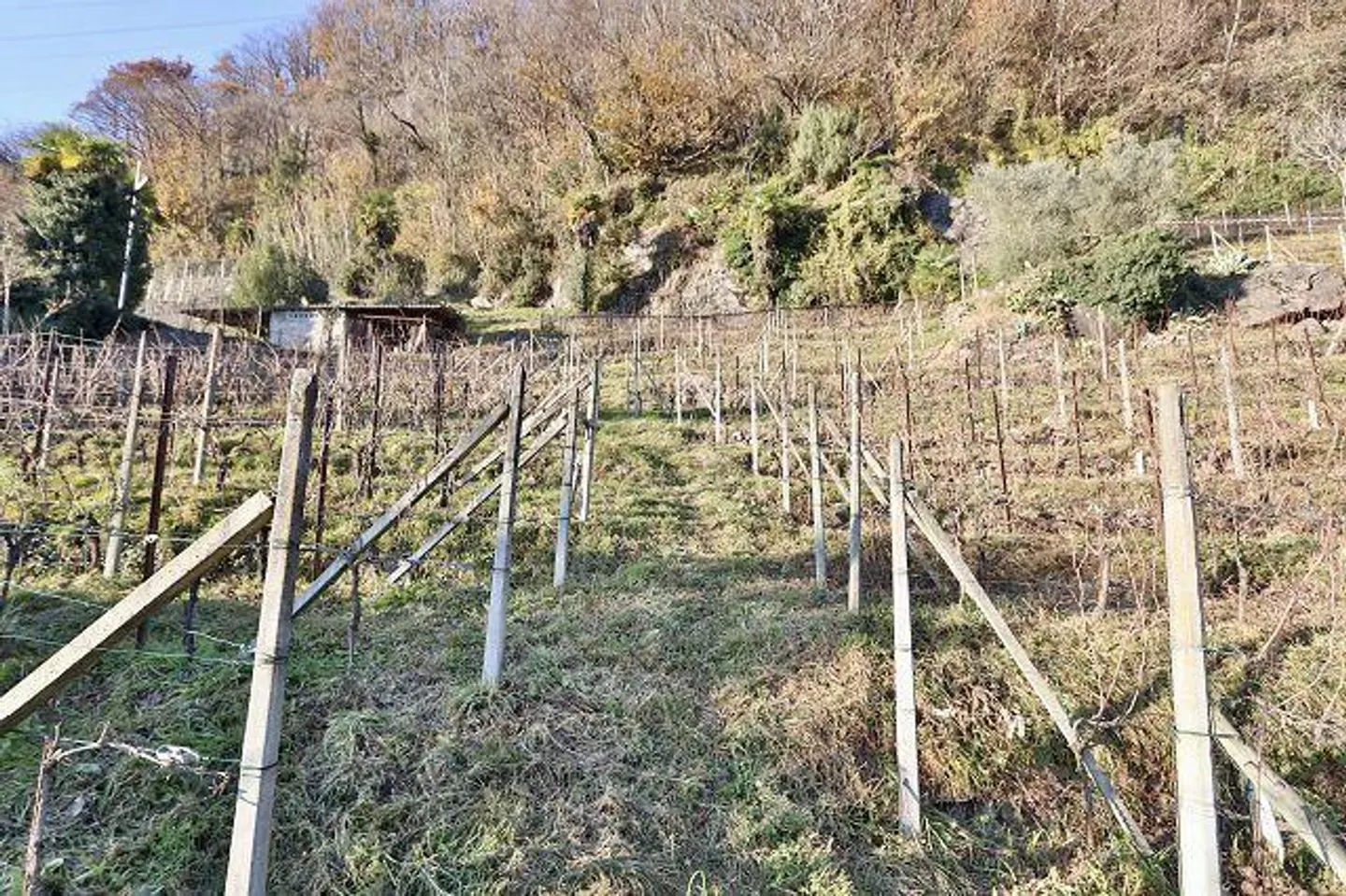 Charmanter Rebberg mit Steinkeller - Foto 3 von 25