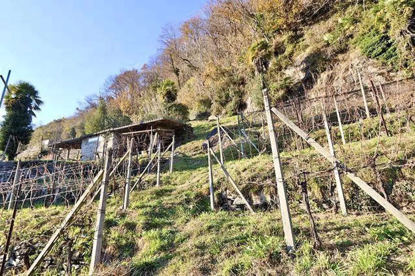 Charmanter Rebberg mit Steinkeller - Foto 5 von 25