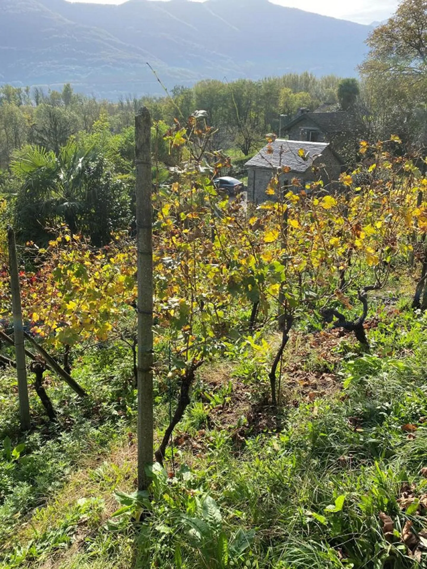 Vignoble - Photo 3 sur 20