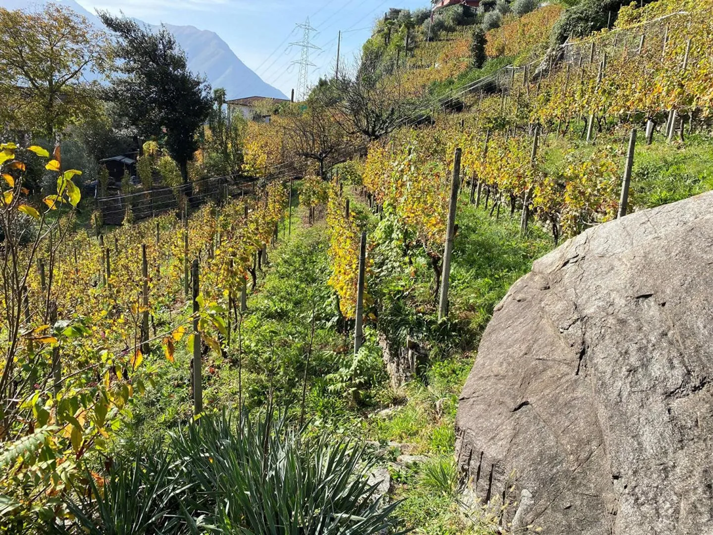 Vignoble - Photo 2 sur 20