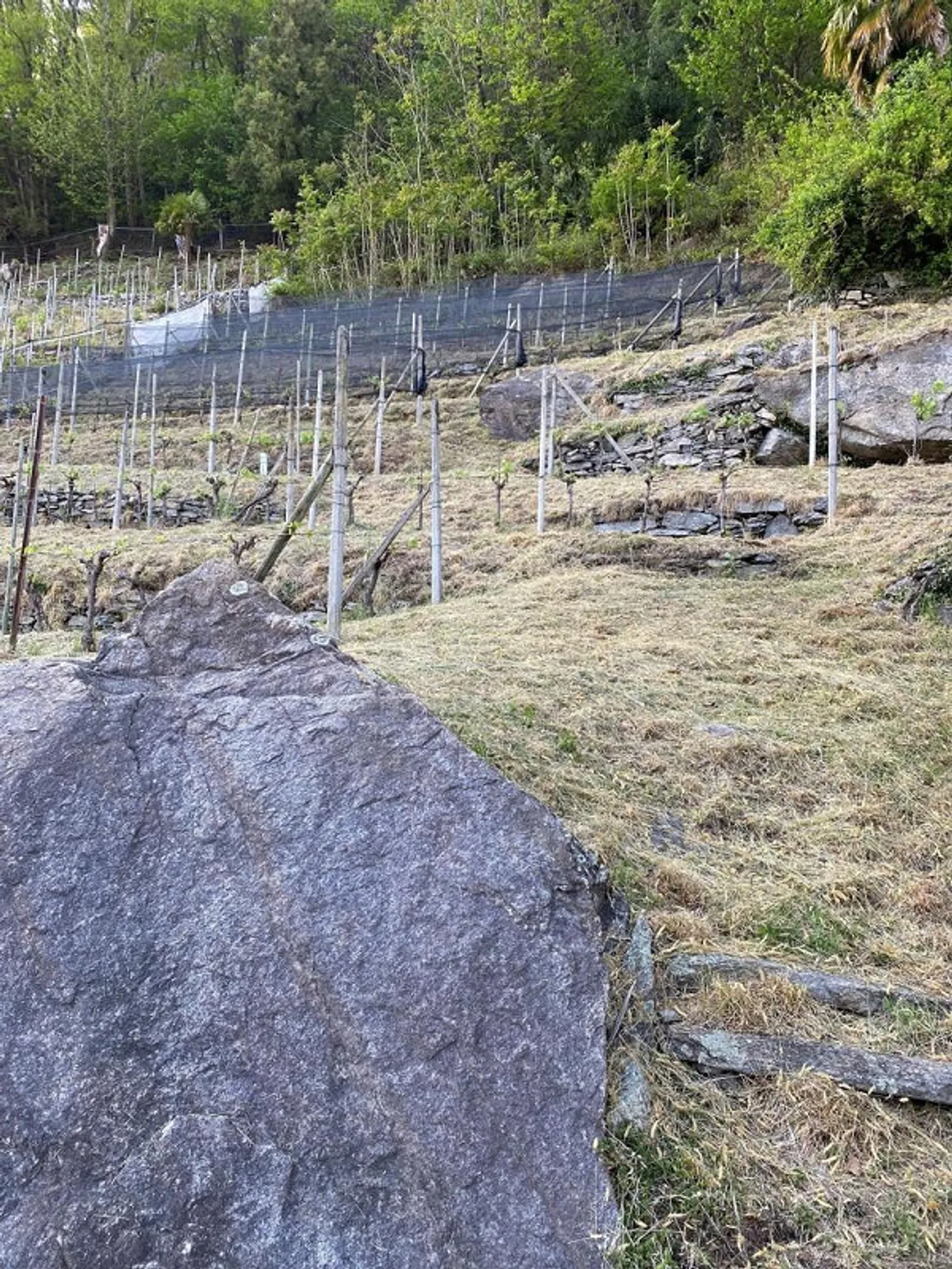 Vignoble - Photo 15 sur 20