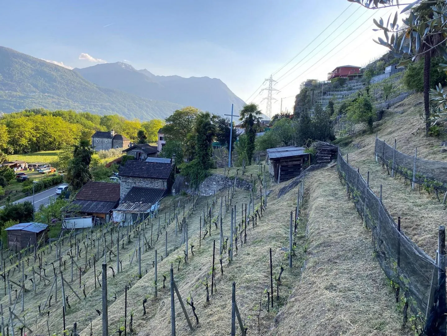 Vignoble - Photo 14 sur 20