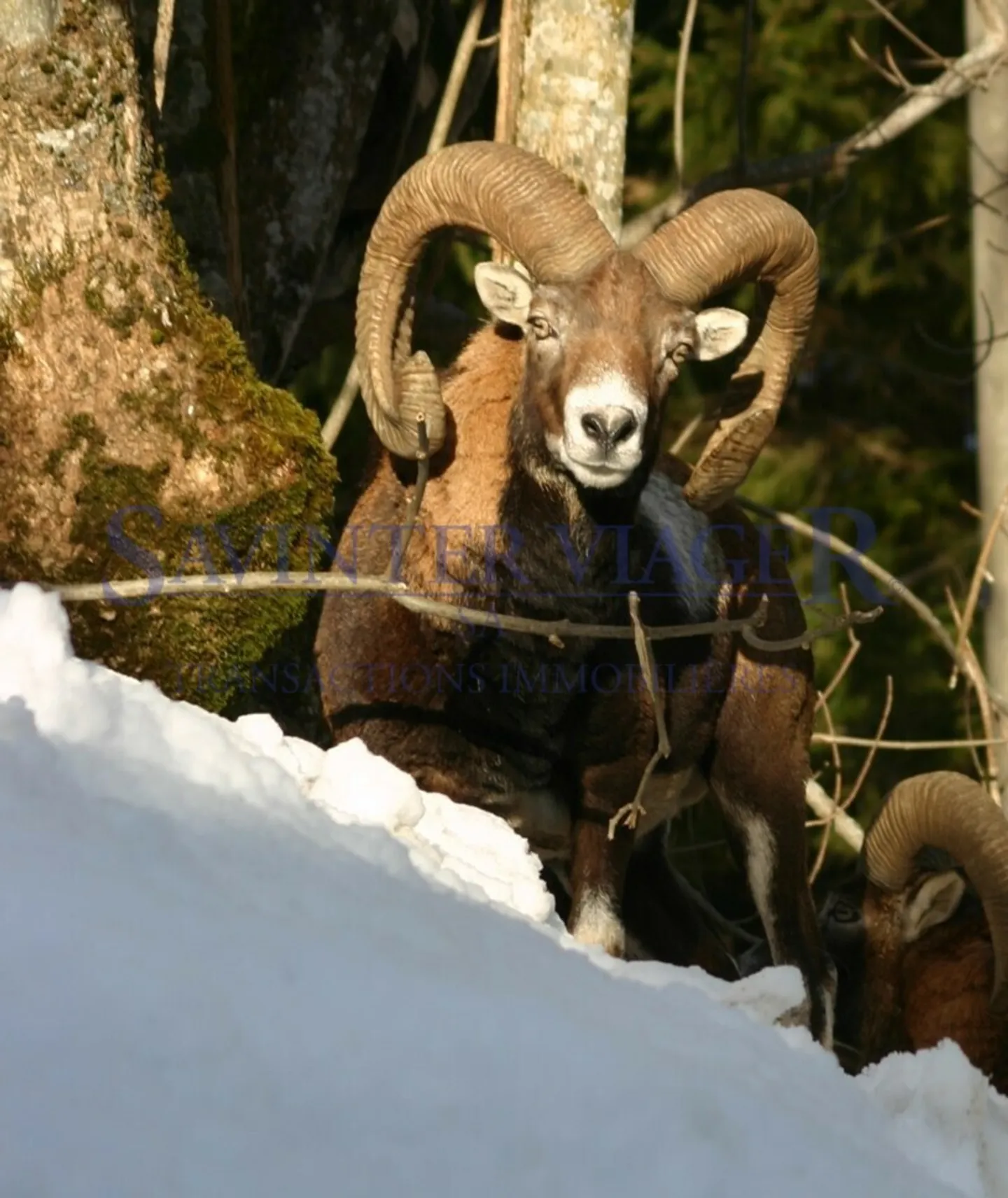 Champéry, For Nature Lovers, Authentic Charming Chalet - Photo 18 of 18