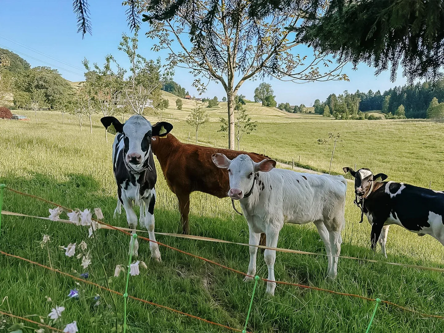 Casa di campagna moderna con comfort di lusso, vista panoramica e vita intelligente - Foto 15 di 17