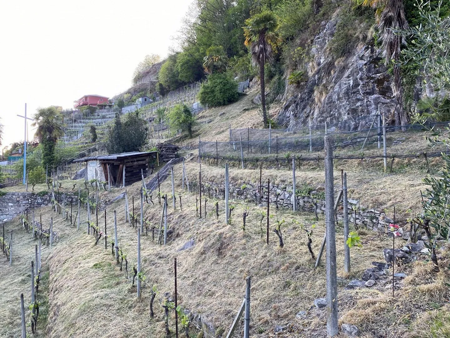 Rebberg - Photo 5 of 20