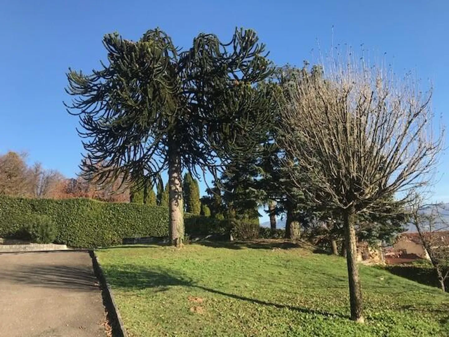 TERRAIN CONSTRUCTIBLE DE 705 M² DANS LA ZONE MONTALBANO À STABIO - Photo 3 sur 6