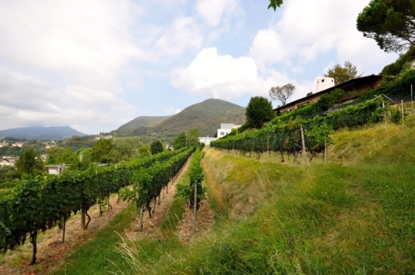 Terreno edificabile di 2'283 m² con vista panoramica a Morbio Superiore - Foto 4 di 10