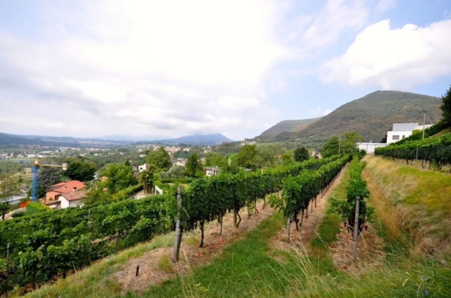 Terreno edificabile di 2'283 m² con vista panoramica a Morbio Superiore - Foto 5 di 10