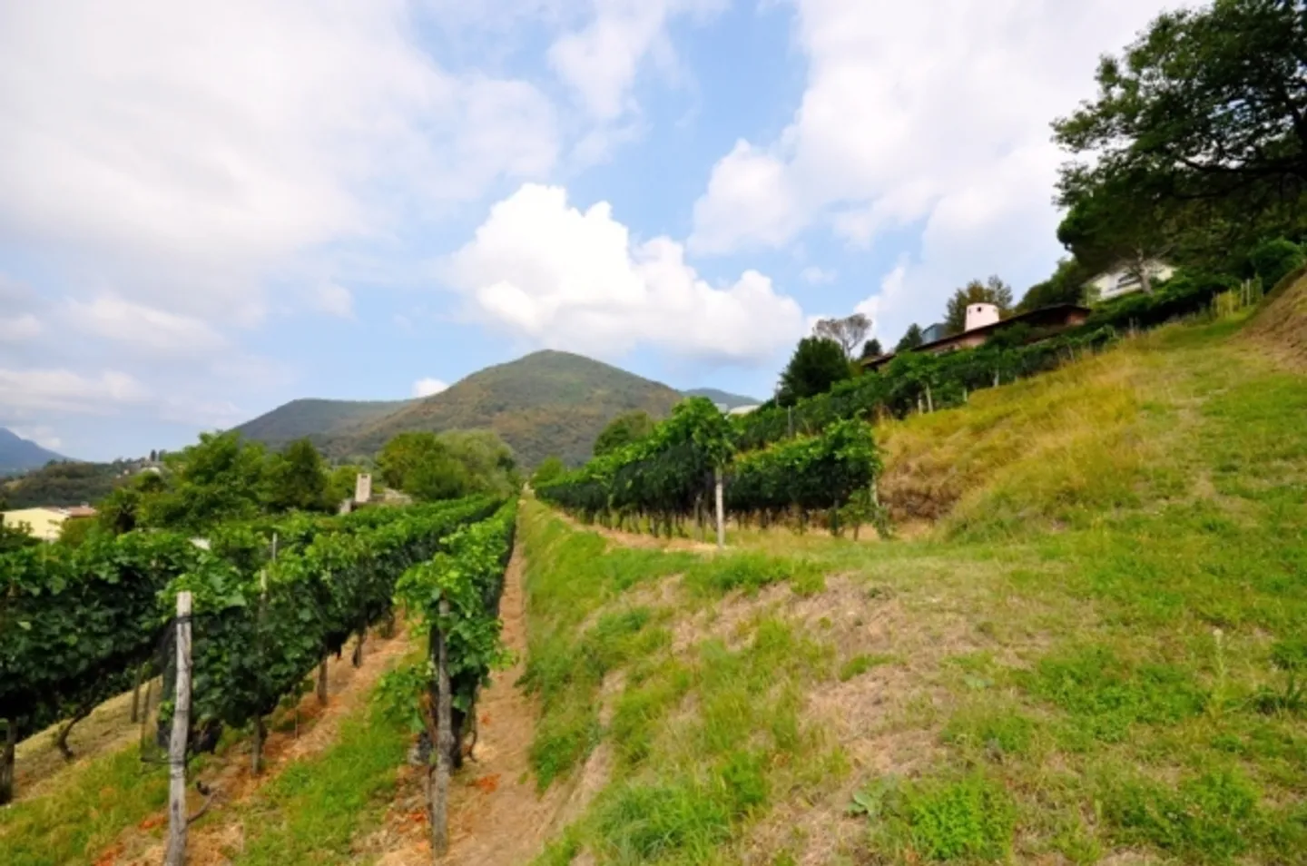 Terreno edificabile di 2'283 m² con vista panoramica a Morbio Superiore - Foto 6 di 10