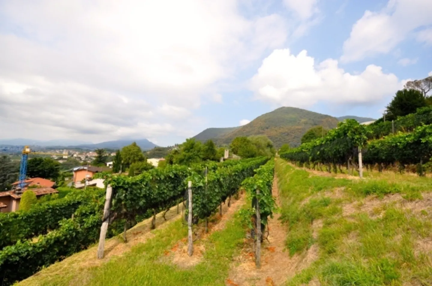 Terreno edificabile di 2'283 m² con vista panoramica a Morbio Superiore - Foto 7 di 10
