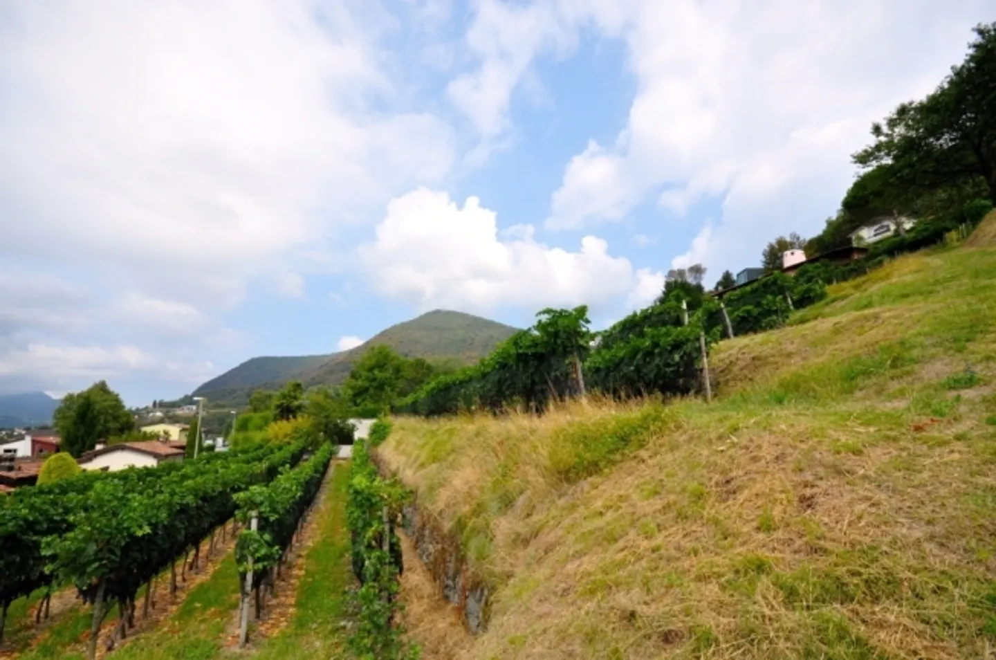 Terreno edificabile di 2'283 m² con vista panoramica a Morbio Superiore - Foto 9 di 10