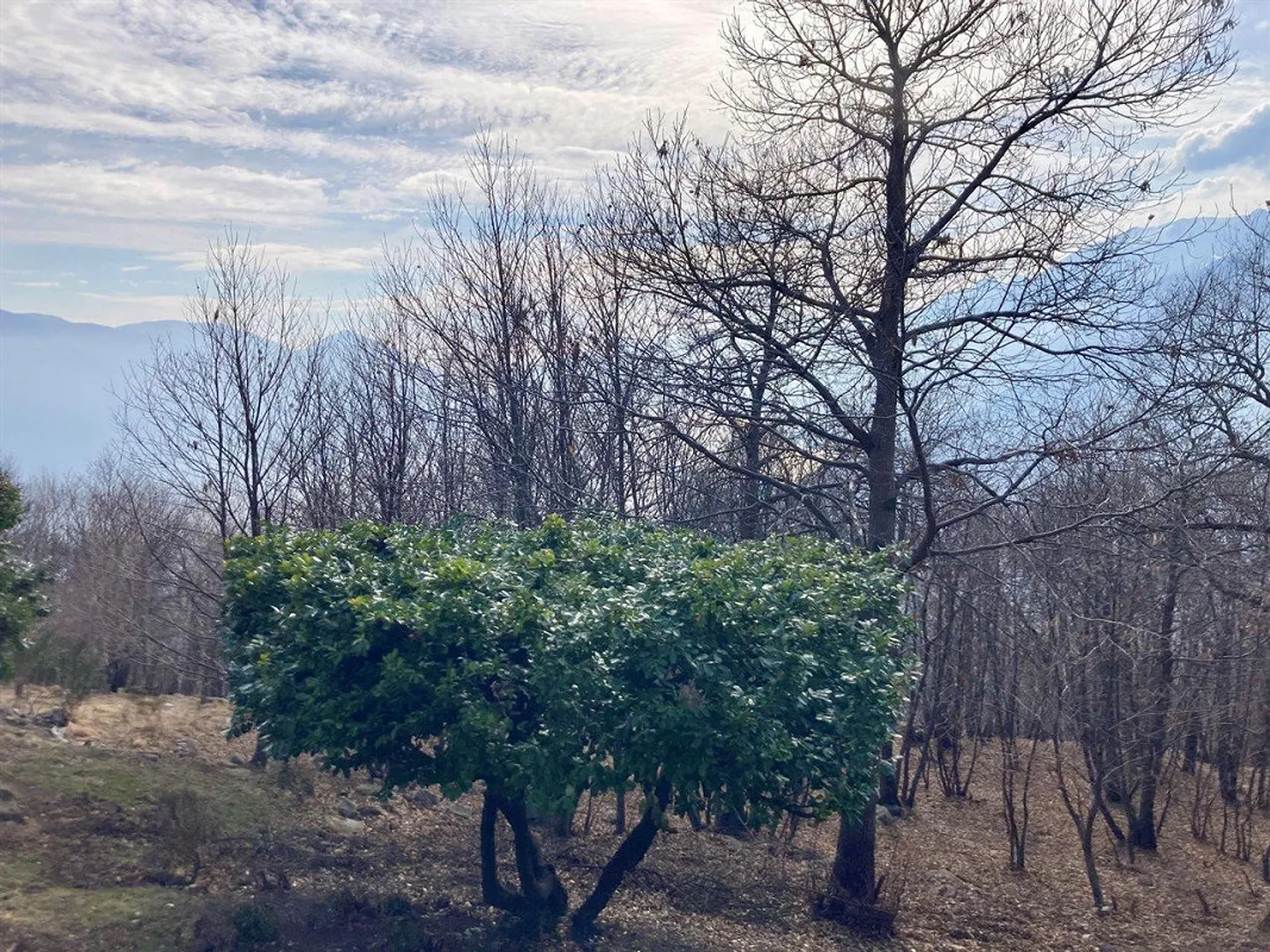 Haus zum renovieren in Monte Brè - Foto 7 di 13