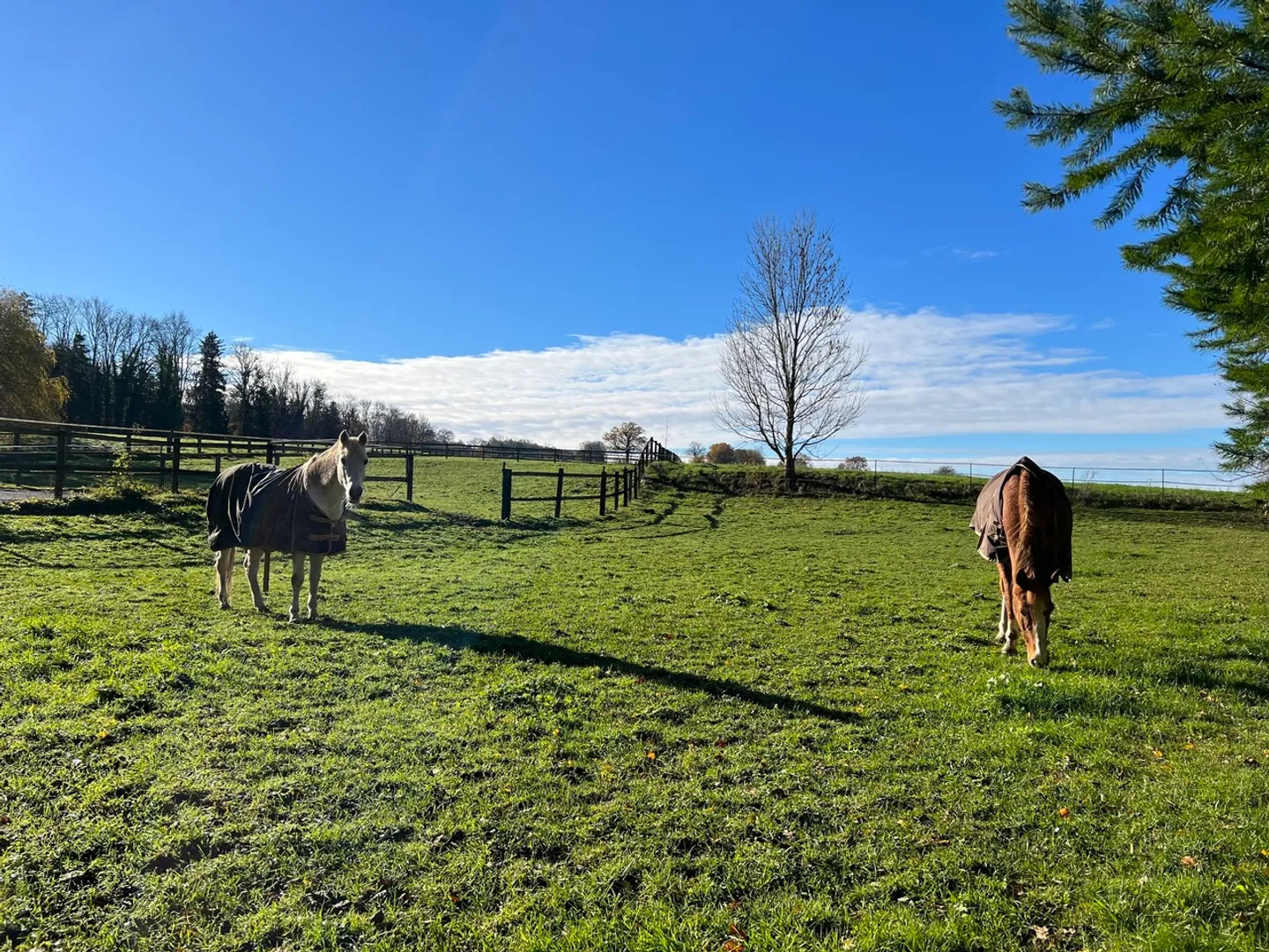 Magnificent Equestrian Property in a Peaceful Setting - Photo 8 of 9