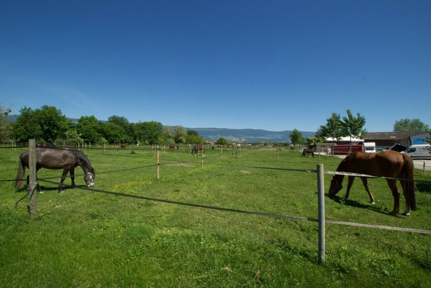 Centro Equestre di Yverdon: 110 box, scuole di equitazione, alloggi - Foto 7 di 8