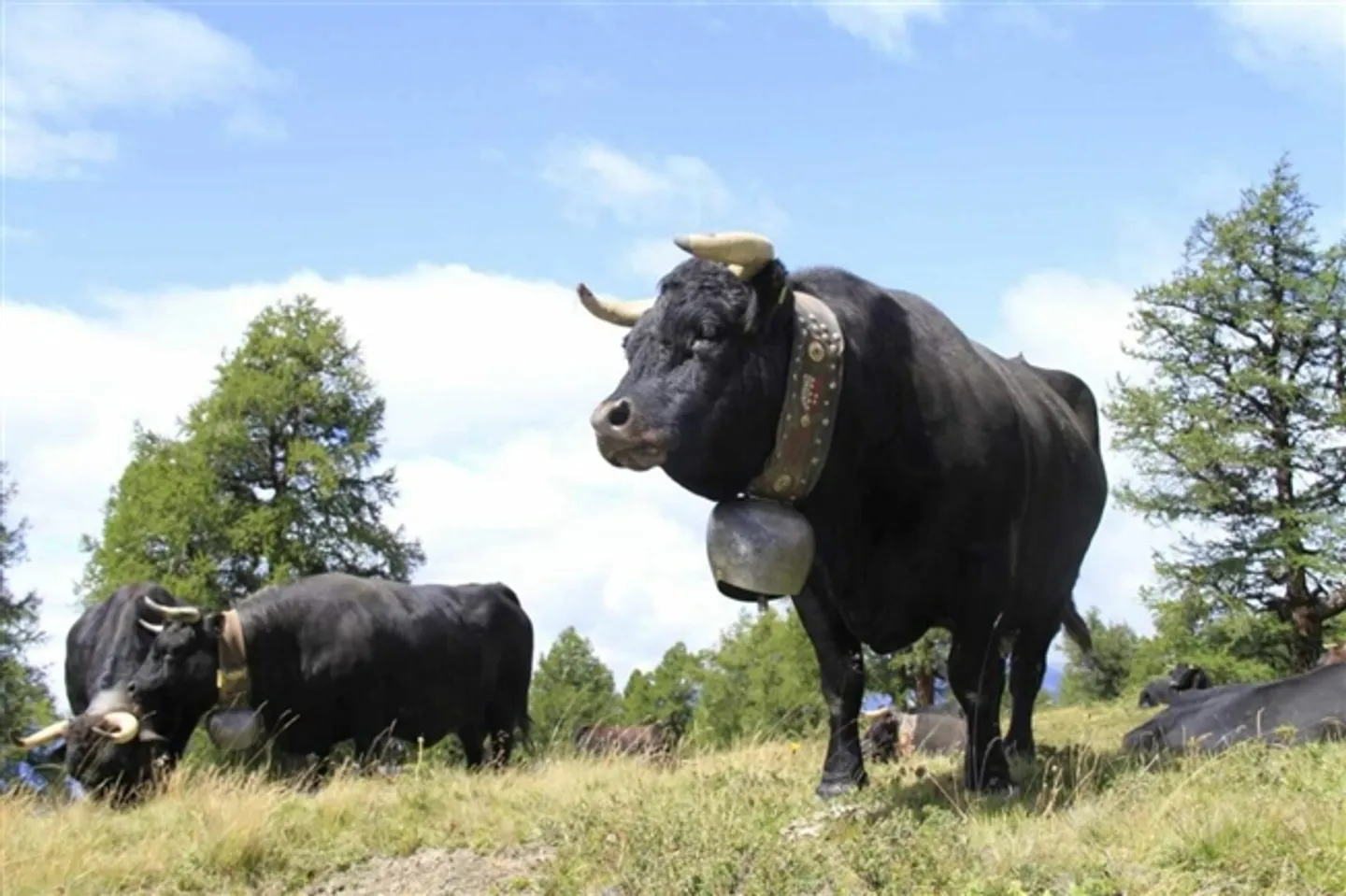 Grundstück in Veysonnaz - Foto 6 von 12