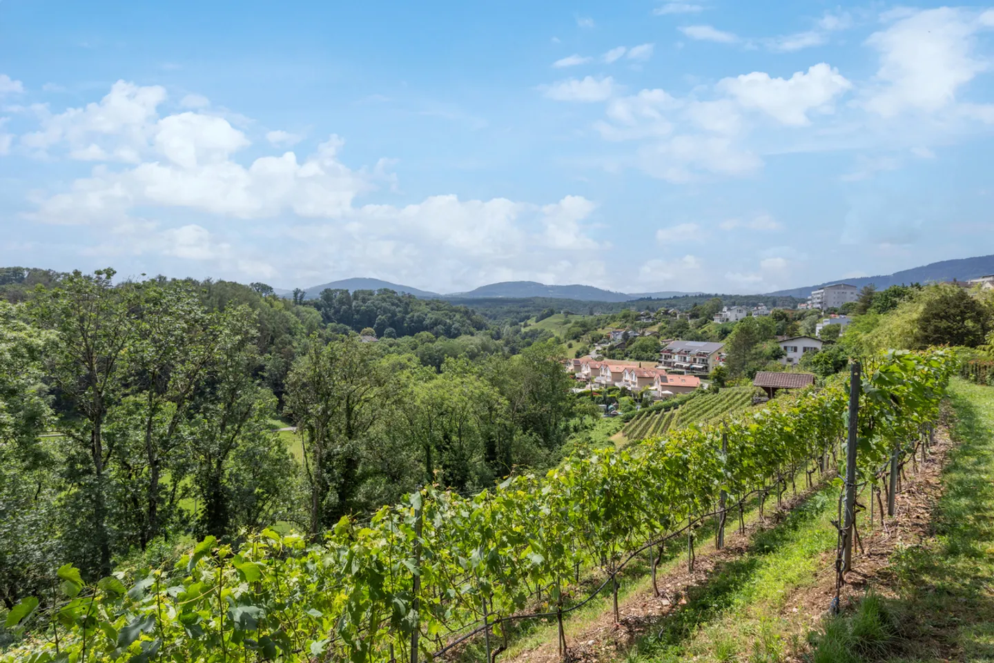 Sumptuous historic property on a wine estate! - Photo 11 of 29