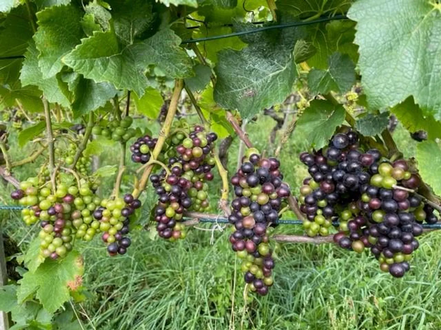 Bündner Herrschaft: after complete renovation exclusive loft for rent - Photo 21 of 22