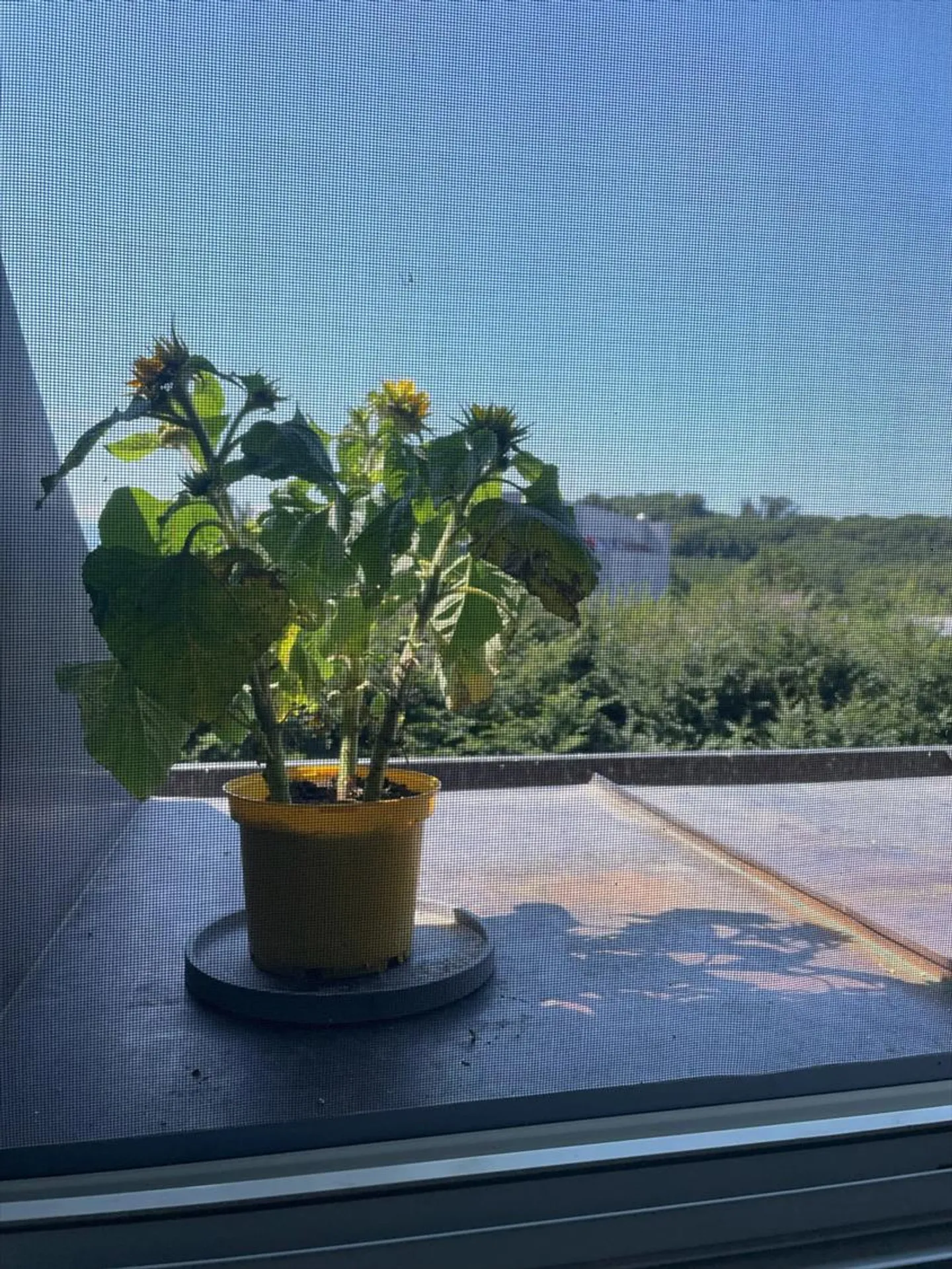 5-Zimmer-Wohnung - Foto 12 von 13