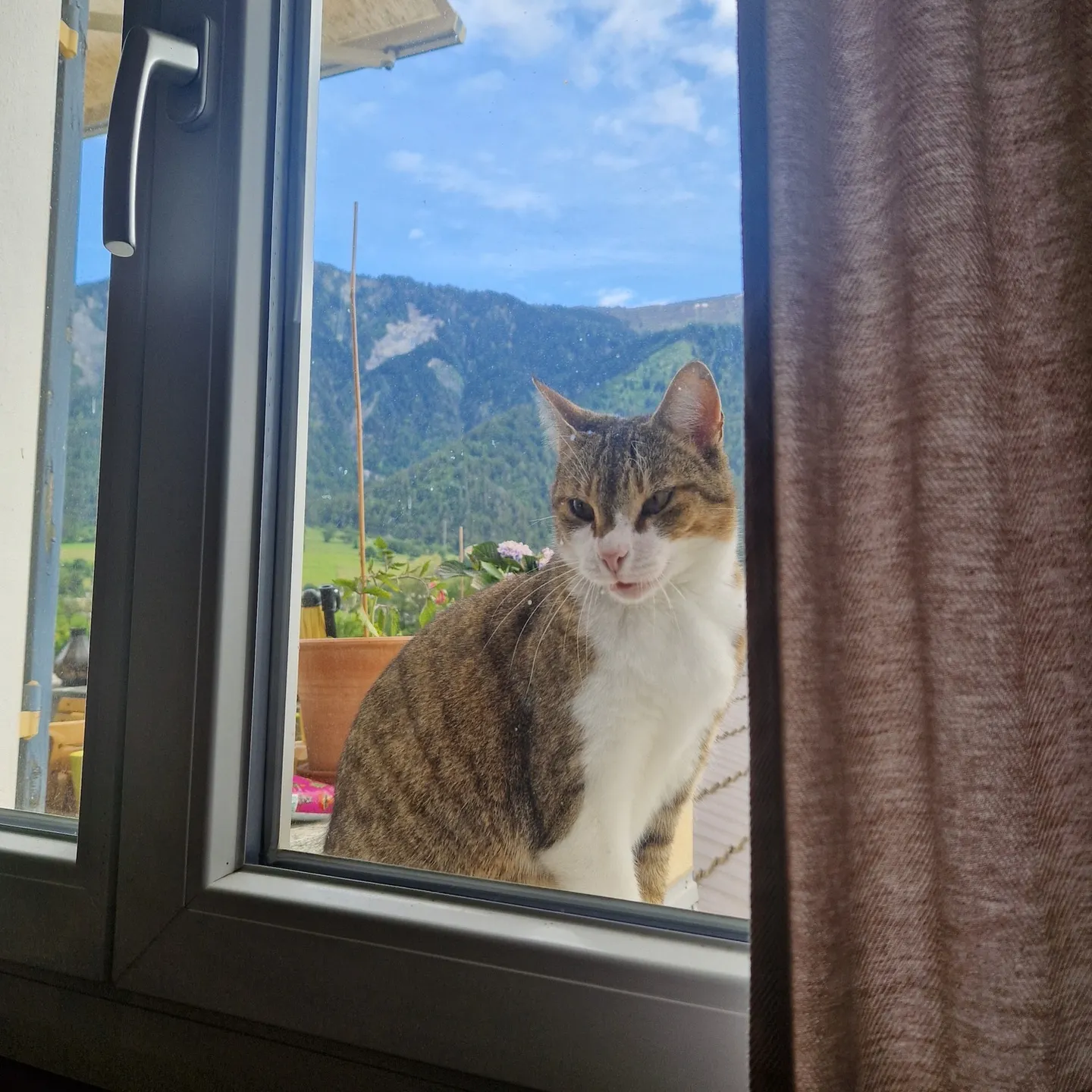 Appartamento Accogliente per Amanti dei Gatti - Foto 4 di 7