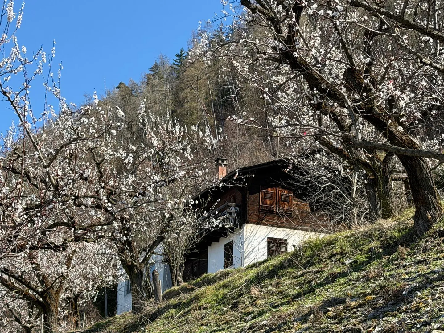 Chalet zum Renovieren zu verkaufen in Saxon - Foto 1 von 4