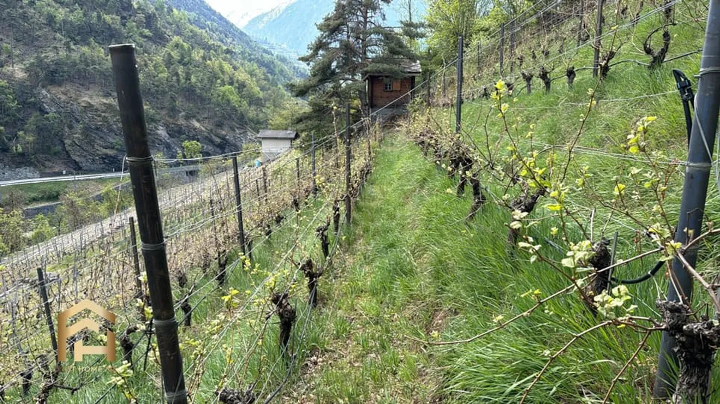 Your retreat between vines and sun - charming vineyard land in Stald - Photo 7 of 10