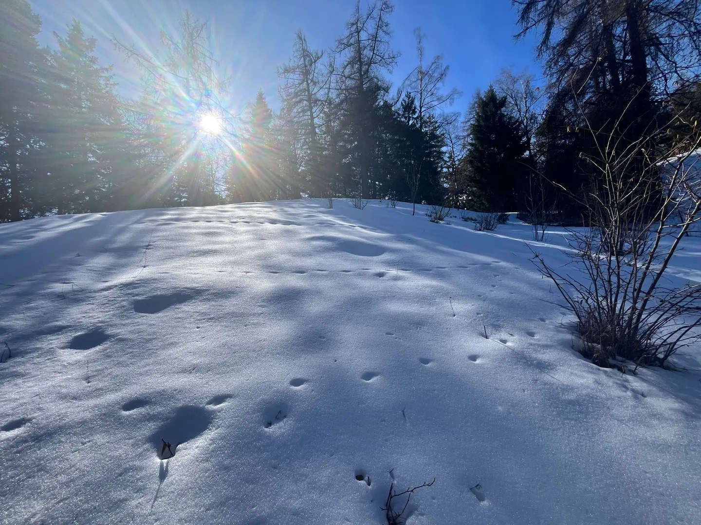 Chalet Plot in Alpine Nature - Photo 5 of 6