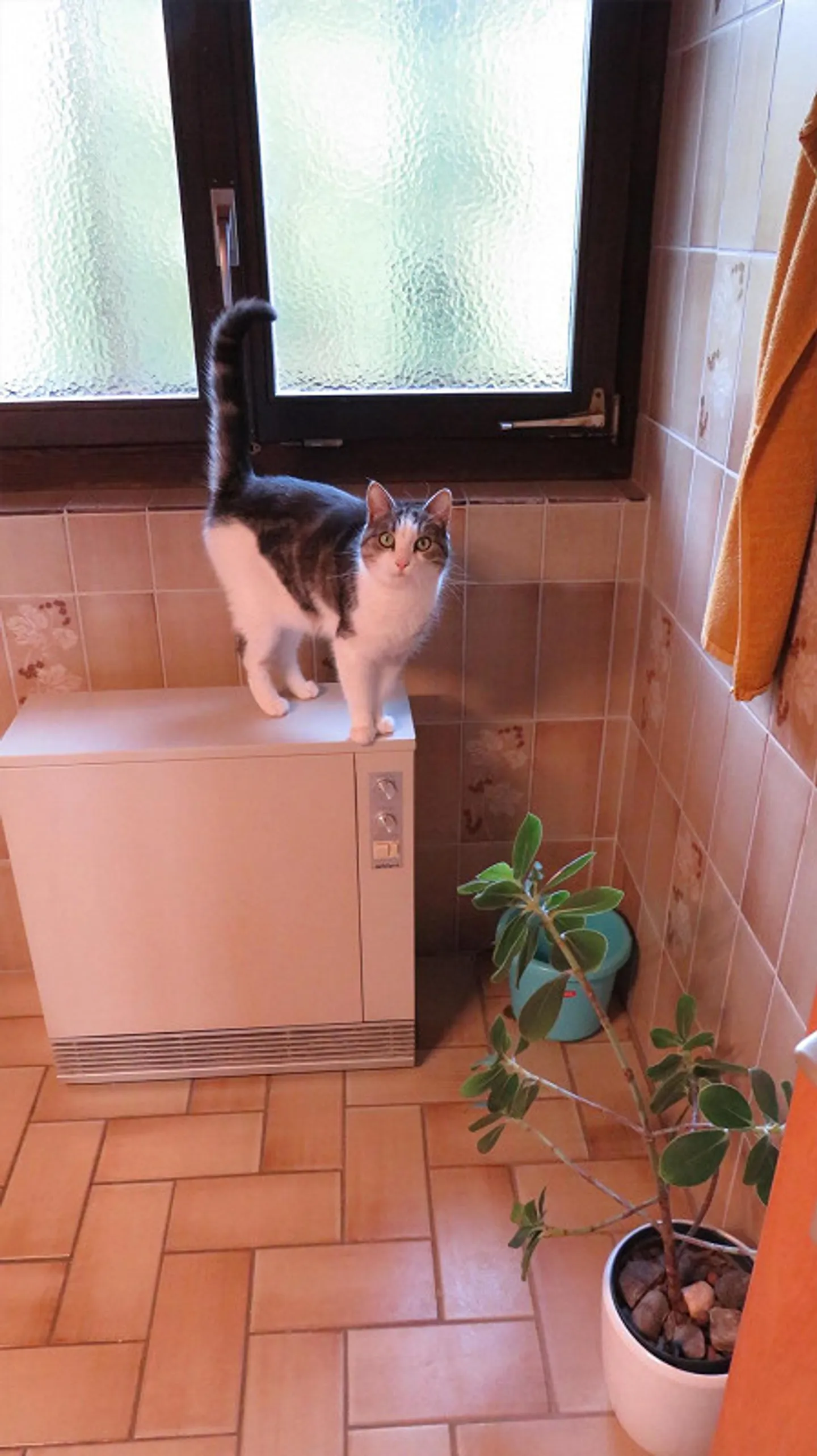 House share near Bern - Photo 13 of 14