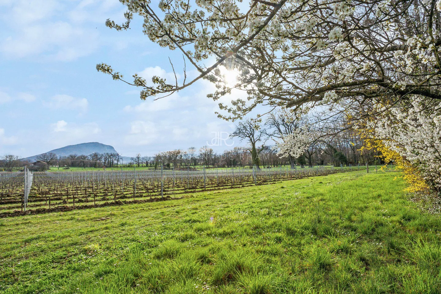 Luxushaus mit Pool - Foto 2 von 2