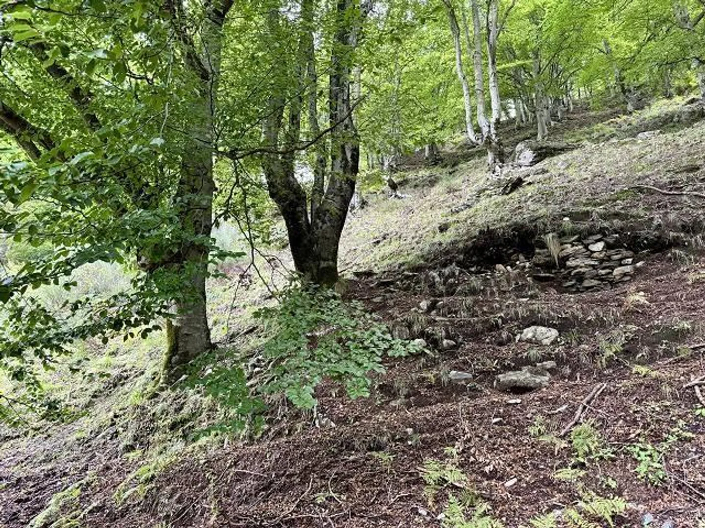 Casa singola in affitto - Foto 13 di 18