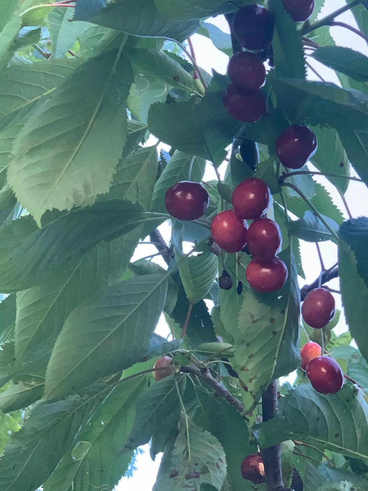Appartement au rez-de-chaussée élégant avec jardin d'hiver et part de terrain - Photo 19 sur 26